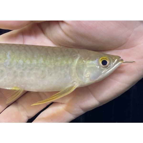 画像3: 紅尾金龍　PT.KRESNAPUSAKA TIRTALESTARI (15cm±）【6】 (3)