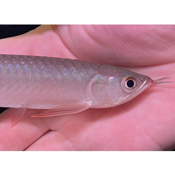 画像3: 紅龍　BLOOD RED【5】 (3)