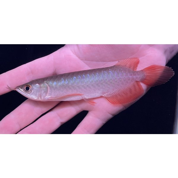 画像2: 紅龍　BLOOD RED【6】 (2)