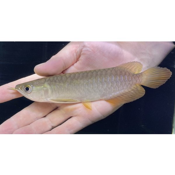 画像2: 紅尾金龍　PT.KRESNAPUSAKA TIRTALESTARI (15cm±）【3】 (2)