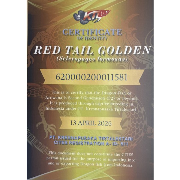 画像5: 紅尾金龍　PT.KRESNAPUSAKA TIRTALESTARI (15cm±）【1】 (5)