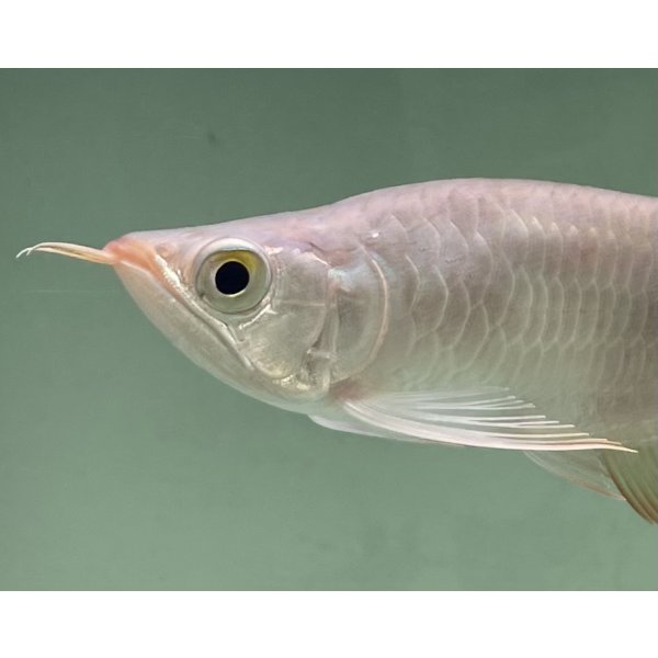 画像3: 紅龍　EXTREME RED キングショートボディスタイル【２】 (3)