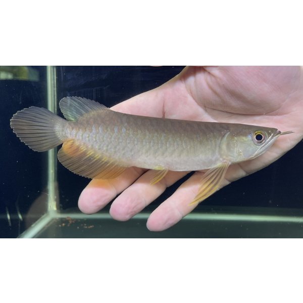 画像1: 紅尾金龍　PT.KRESNAPUSAKA TIRTALESTARI (15cm±）【2】 (1)