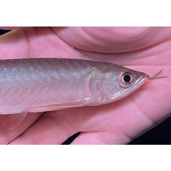 画像3: 紅龍　BLOOD RED【6】 (3)