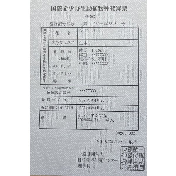 画像6: 紅尾金龍　PT.KRESNAPUSAKA TIRTALESTARI (15cm±）【5】 (6)