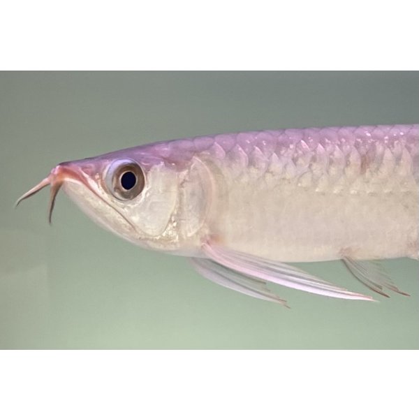 画像3: 紅龍　EXTREME RED★★★★【3】 (3)