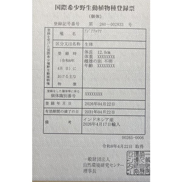 画像6: 紅龍　BLOOD RED【3】 (6)