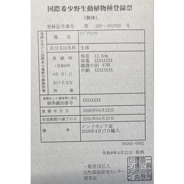 画像6: 紅龍　BLOOD RED【1】 (6)