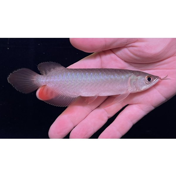 画像1: 紅龍　BLOOD RED【6】 (1)