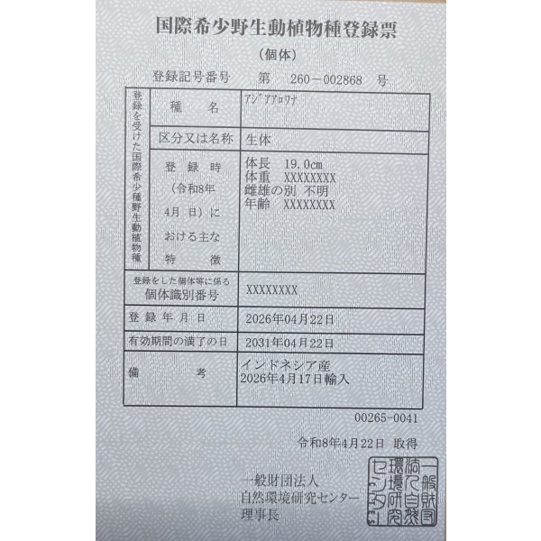 画像6: 紅龍　EXTREME RED★★★★【5】 (6)