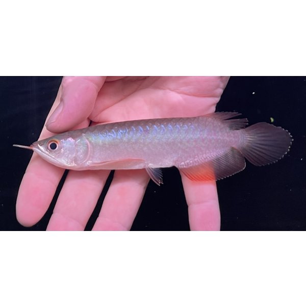 画像2: 紅龍　BLOOD RED【5】 (2)