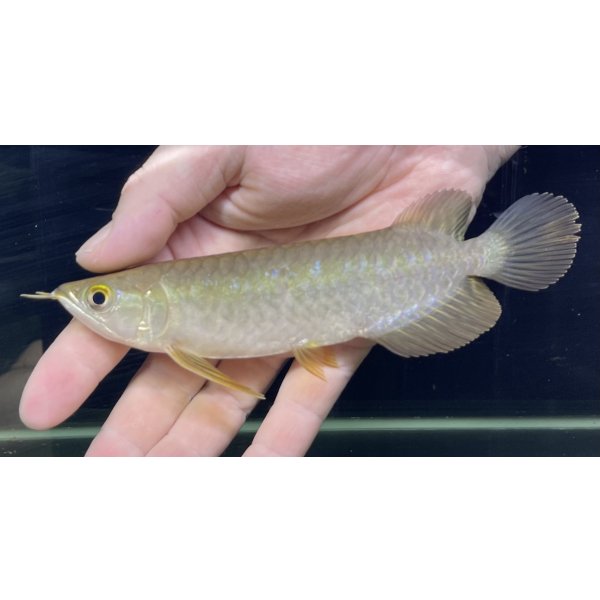 画像2: 紅尾金龍　PT.KRESNAPUSAKA TIRTALESTARI (15cm±）【6】 (2)