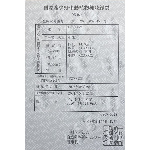 画像6: 紅尾金龍　PT.KRESNAPUSAKA TIRTALESTARI (15cm±）【2】 (6)