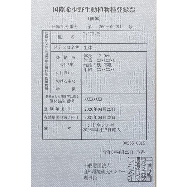 画像6: 紅龍　BLOOD RED【6】 (6)