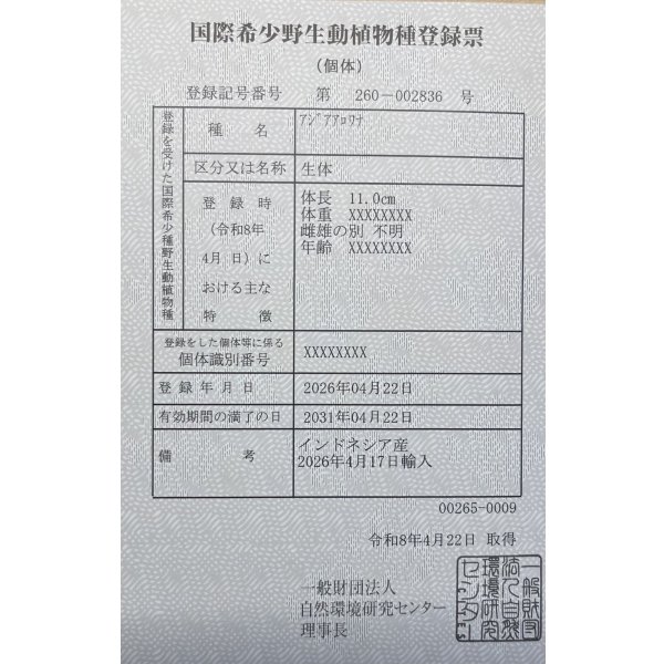 画像6: 紅龍　BLOOD RED【5】 (6)