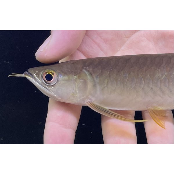 画像4: 紅尾金龍　PT.KRESNAPUSAKA TIRTALESTARI (15cm±）【2】 (4)