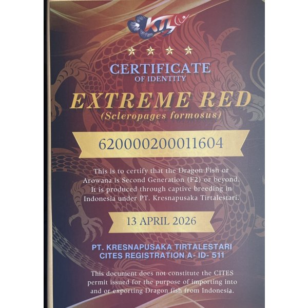 画像5: 紅龍　EXTREME RED★★★★【3】 (5)