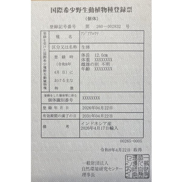 画像6: 紅龍　BLOOD RED【2】 (6)