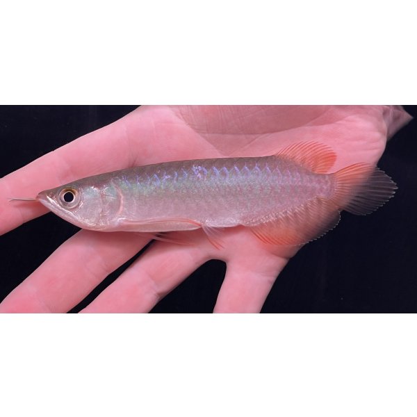 画像2: 紅龍　BLOOD RED【1】 (2)