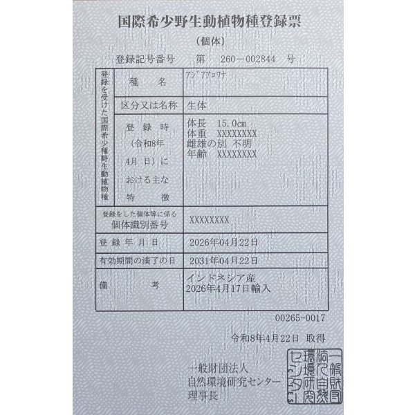 画像6: 紅尾金龍　PT.KRESNAPUSAKA TIRTALESTARI (15cm±）【1】 (6)