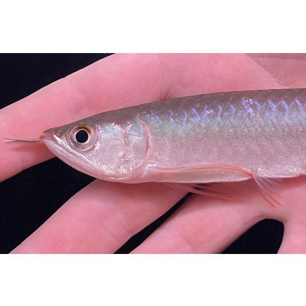 画像4: 紅龍　BLOOD RED【1】 (4)