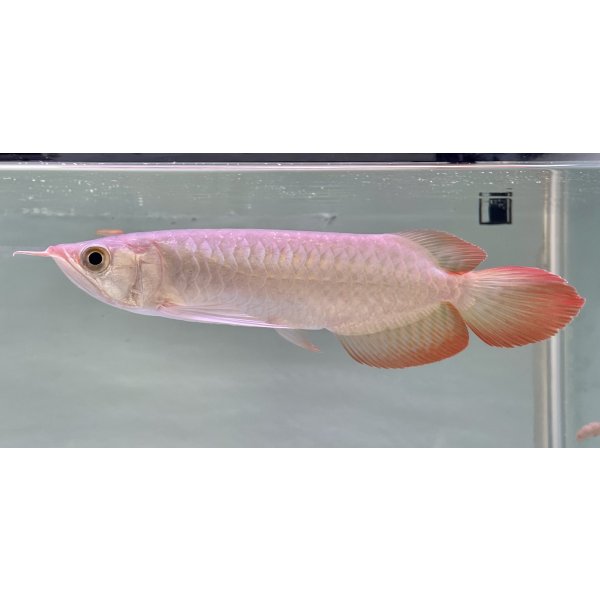 画像1: 紅龍　EXTREME RED★★★★【5】 (1)