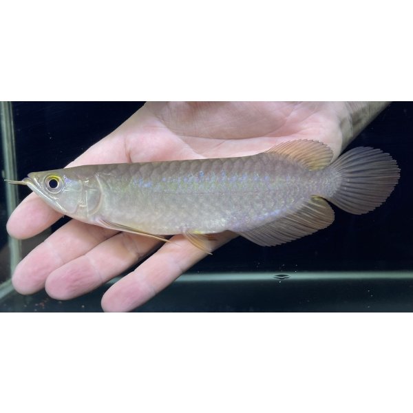 画像2: 紅尾金龍　PT.KRESNAPUSAKA TIRTALESTARI (15cm±）【5】 (2)