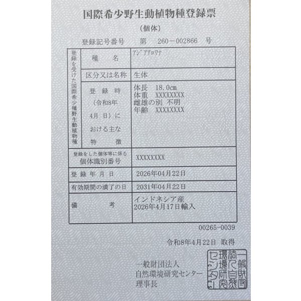 画像6: 紅龍　EXTREME RED★★★★【3】 (6)