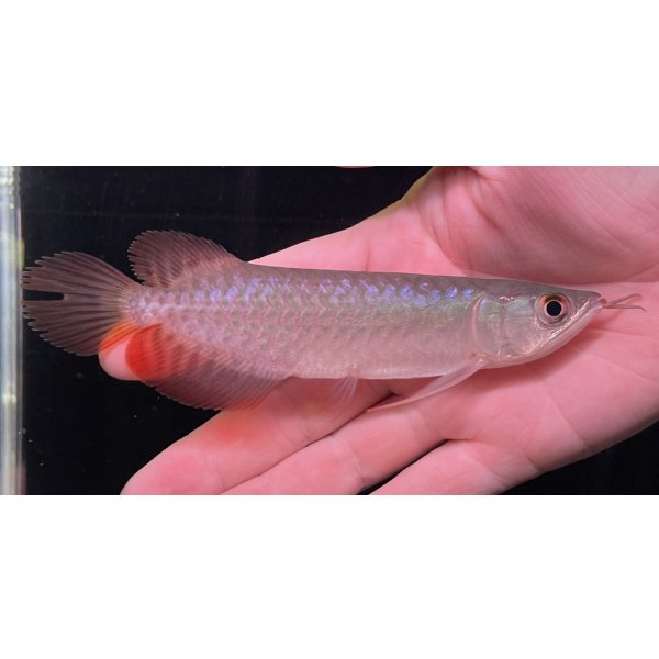 画像1: 紅龍　BLOOD RED【3】 (1)