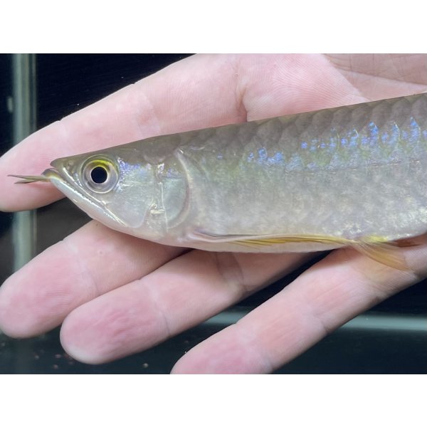 画像4: 紅尾金龍　PT.KRESNAPUSAKA TIRTALESTARI (15cm±）【5】 (4)