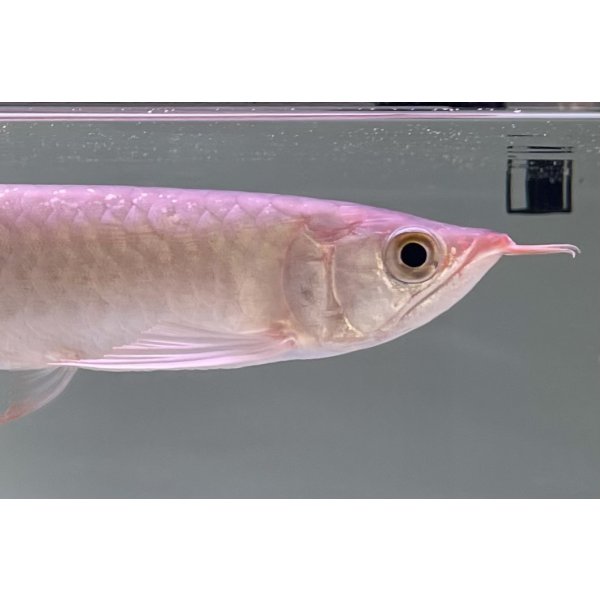 画像3: 紅龍　EXTREME RED★★★★【5】 (3)