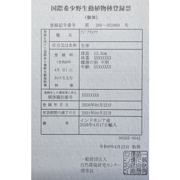 画像6: 紅龍　EXTREME RED キングショートボディスタイル【２】 (6)