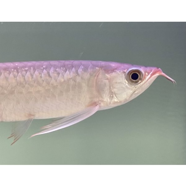 画像4: 紅龍　EXTREME RED★★★★【3】 (4)