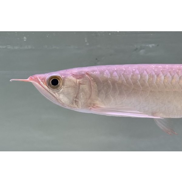 画像4: 紅龍　EXTREME RED★★★★【5】 (4)