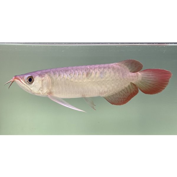 画像1: 紅龍　EXTREME RED★★★★【3】 (1)