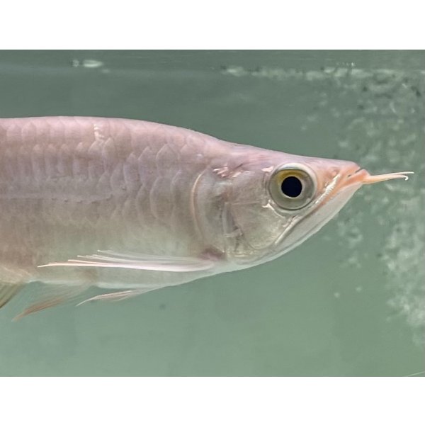 画像4: 紅龍　EXTREME RED キングショートボディスタイル【２】 (4)