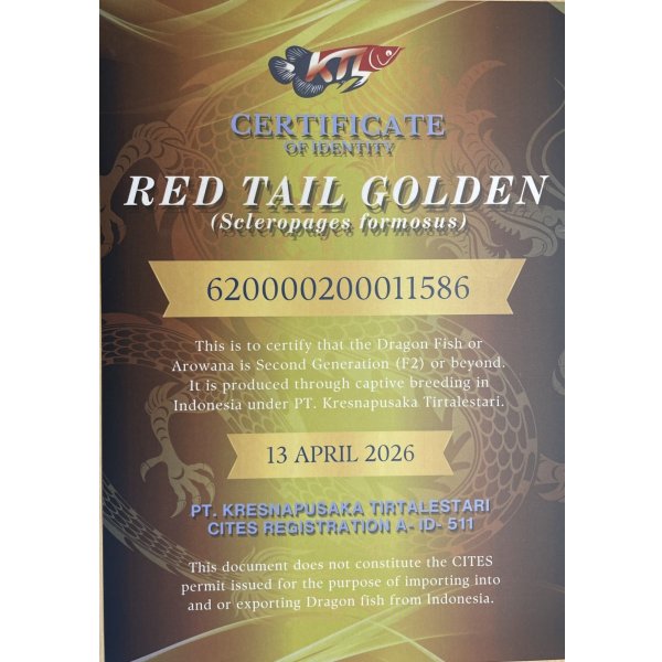 画像5: 紅尾金龍　PT.KRESNAPUSAKA TIRTALESTARI (15cm±）【6】 (5)