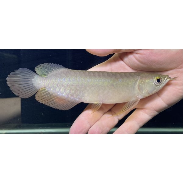 画像1: 紅尾金龍　PT.KRESNAPUSAKA TIRTALESTARI (15cm±）【5】 (1)