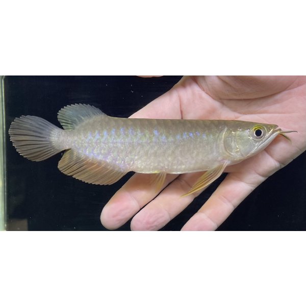 画像1: 紅尾金龍　PT.KRESNAPUSAKA TIRTALESTARI (15cm±）【1】 (1)