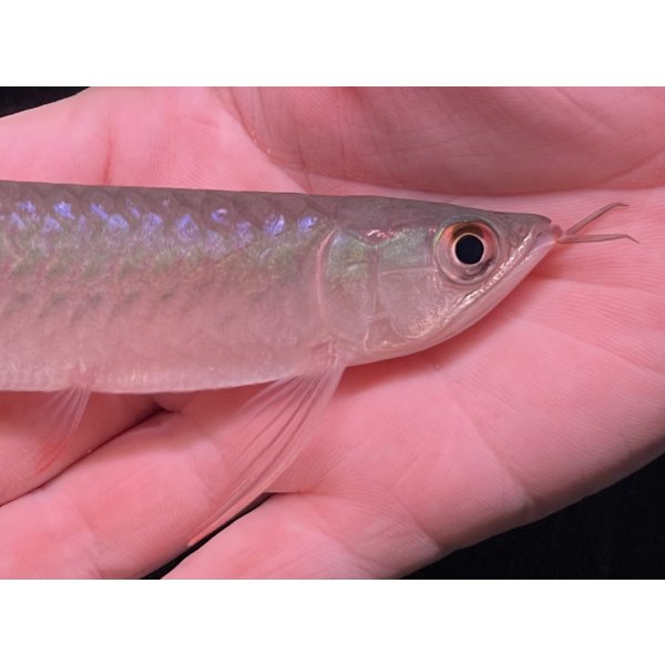 画像3: 紅龍　BLOOD RED【3】 (3)