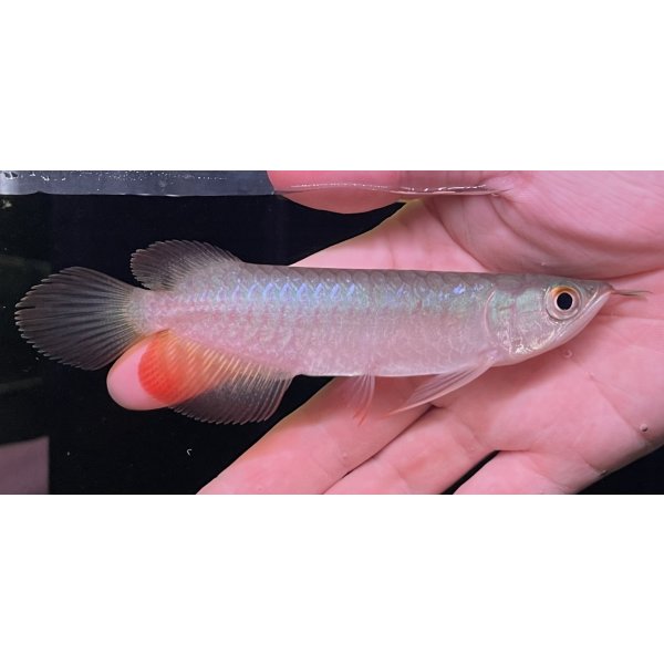 画像1: 紅龍　BLOOD RED【2】 (1)