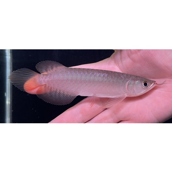 画像1: 紅龍　BLOOD RED【1】 (1)