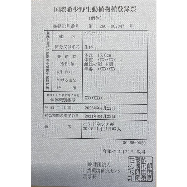 画像6: 紅尾金龍　PT.KRESNAPUSAKA TIRTALESTARI (15cm±）【3】 (6)