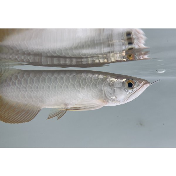 画像4: 過背金龍　FOREVER ArowanaAquaculture(1) (4)