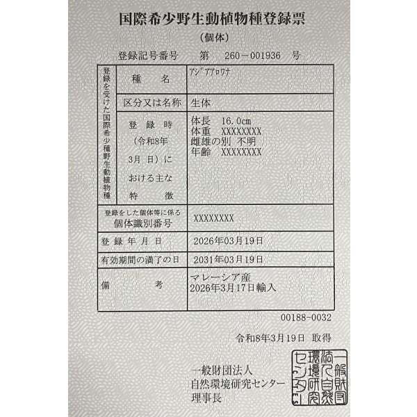画像6: 過背金龍　FOREVER ArowanaAquaculture(1) (6)