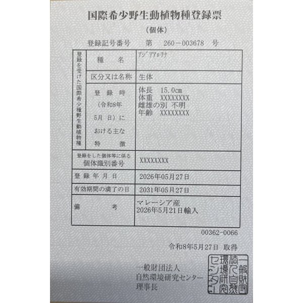 画像6: 過背金龍　FOREVER ArowanaAquaculture(5) (6)