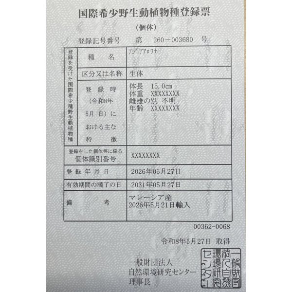 画像6: 過背金龍　FOREVER ArowanaAquaculture(7) (6)