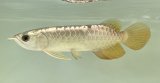 画像: 過背金龍　FOREVER ArowanaAquaculture(1)