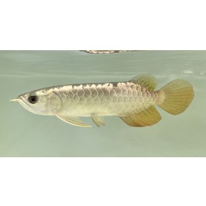 画像: 過背金龍 FOREVER ArowanaAquaculture(1)