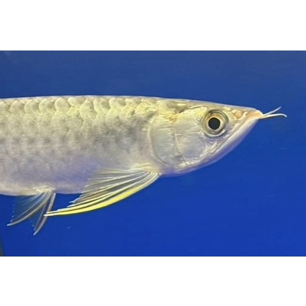 画像4: 過背金龍ブキメラブルーベース　FOREVER ArowanaAquaculture（5） (4)